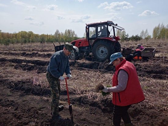 В Орловской области выделили 30 гектаров земли под дубы и сосны