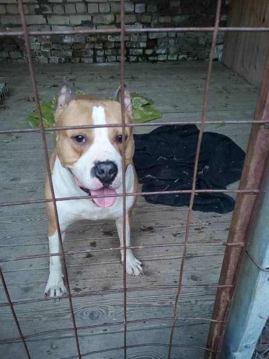 200 укушенных за год: Глава Кисловодска выступил за усыпление агрессивных собак