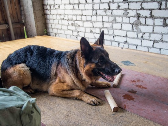 Служебные собаки помогли задержать грабителя в Петрозаводске