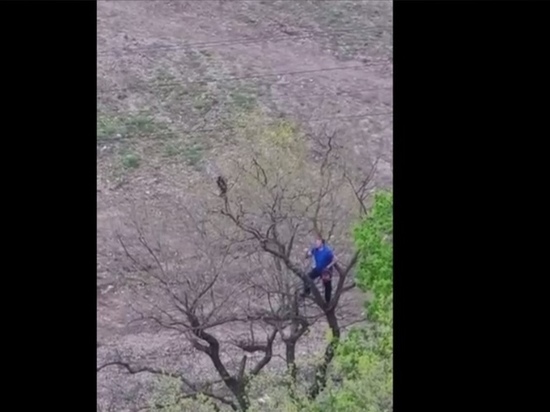 Перекрестил и спилил ветку: Необычное спасение кота в Краснодаре попало на видео