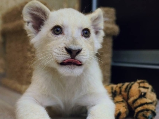 Два львёнка из Донбасса адаптируются к жизни в Подмосковье