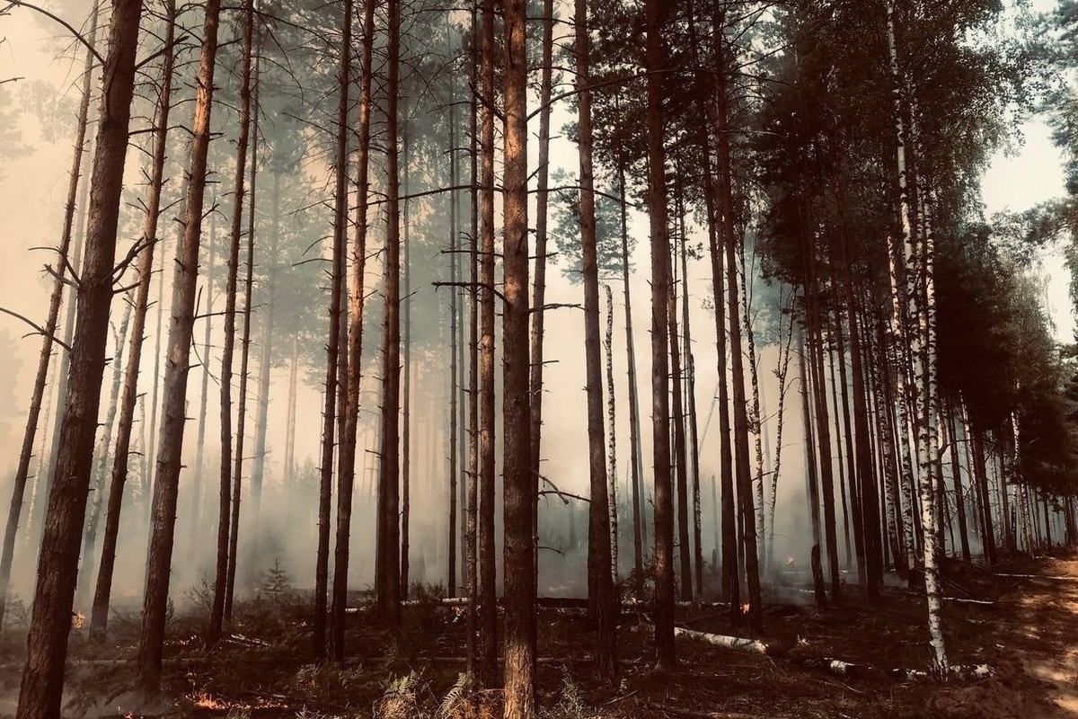 Нижний Новгород пожары леса
