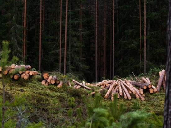 Браконьеры из Якшур-Бодьинского района незаконно вырубили около 3,4 кубометров древесины