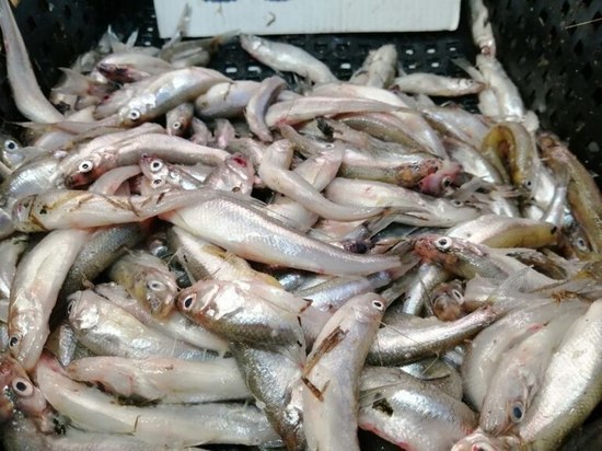 В 2023 году Калининград страдает от нехватки корюшки