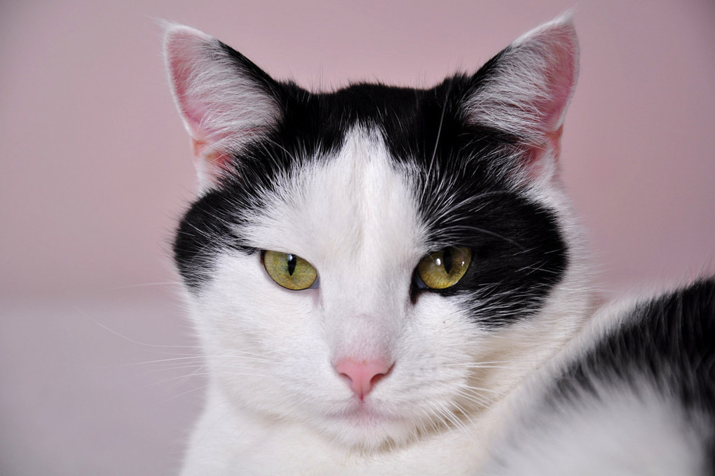 Черно белый котик