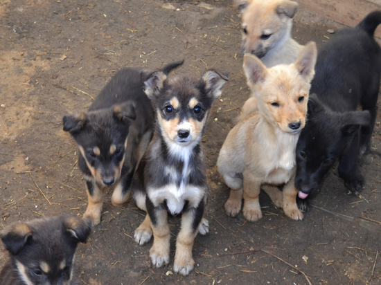 В Астрахани может стать меньше собак благодаря новому законопроекту