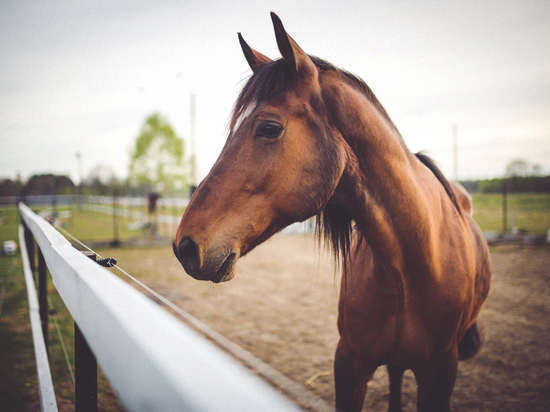 В Красноярском крае ввели карантин из-за лошадей с инфекционной анемией