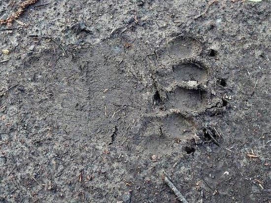  В Братске медведь пробрался на территорию жилого дома