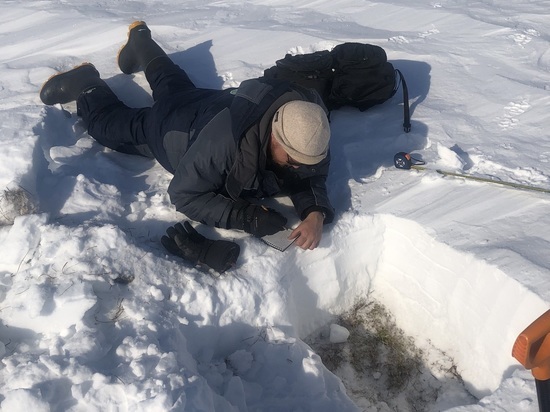 В ЯНАО ученые десять дней изучали в лесотундре снег и подснежную кормовую базу для оленей