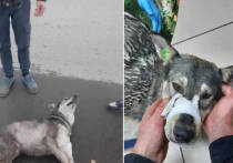 В Томске волонтёры рассказали о жестокости водителя и спасении сбитого пса