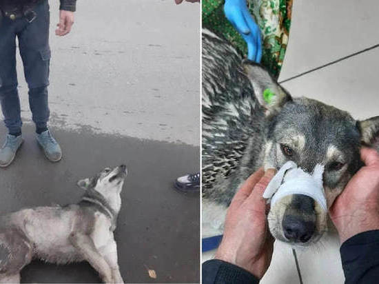 В Томске спасли пса, на которого намеренно наехал водитель