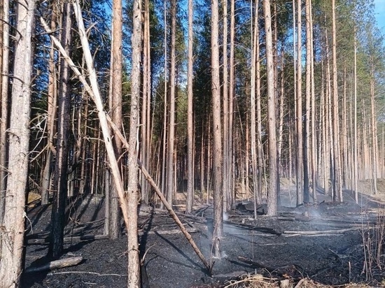 Лесной пожар обнаружили на Вологодчине при помощи системы видеомониторинга