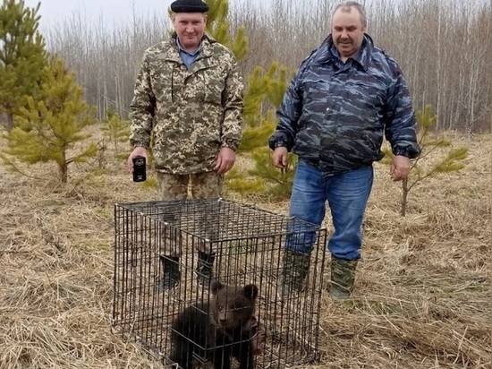 Жительница Томской области нашла у себя на подворье маленького медвежонка