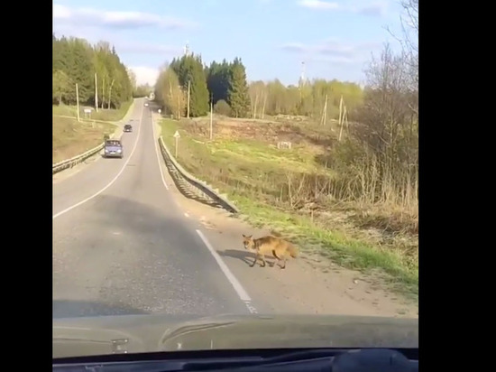 Неадекватную лису встретили на дороге жители Истры