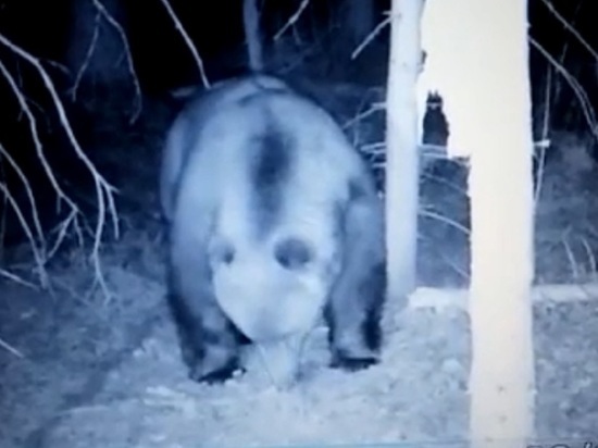 В Ярославской области сняли на видео толстого медведя