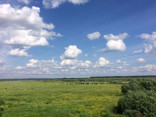 В Ярославской области буренки заболели лейкозом