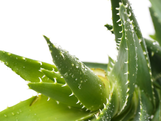 Какие цветы приносят в дом беду, а какие – счастье: 15 неоднозначных растений