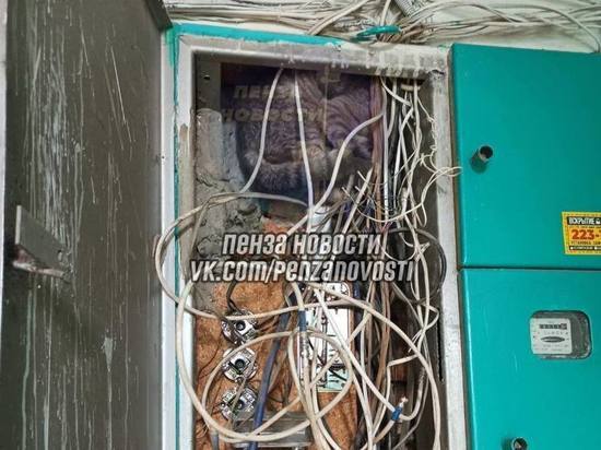 Пензенцы спасли кота, который застрял в электрощитке