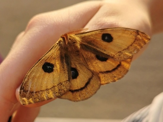 Бабочка прилетела к жительнице Балашихи