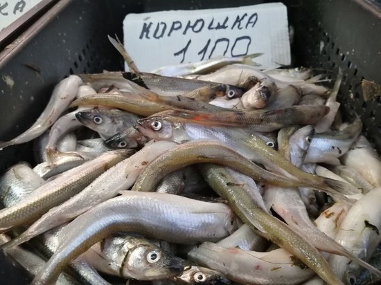 Калининградские учёные считают, что запрещать вылов корюшки ещё рано