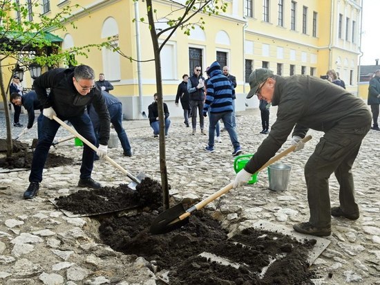 У краеведческого музея в Калуге на месте спиленных деревьев высадили липы