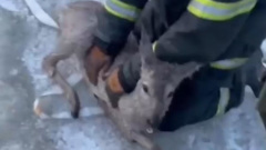 В Забайкалье пожарные спасти упавшую в реку косулю: видео