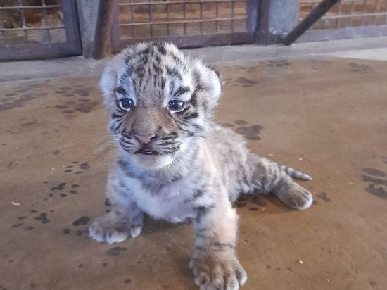 В Ряжском зоопарке в Рязанской области родился тигрёнок