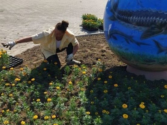 В Астрахани массово высаживают цветы