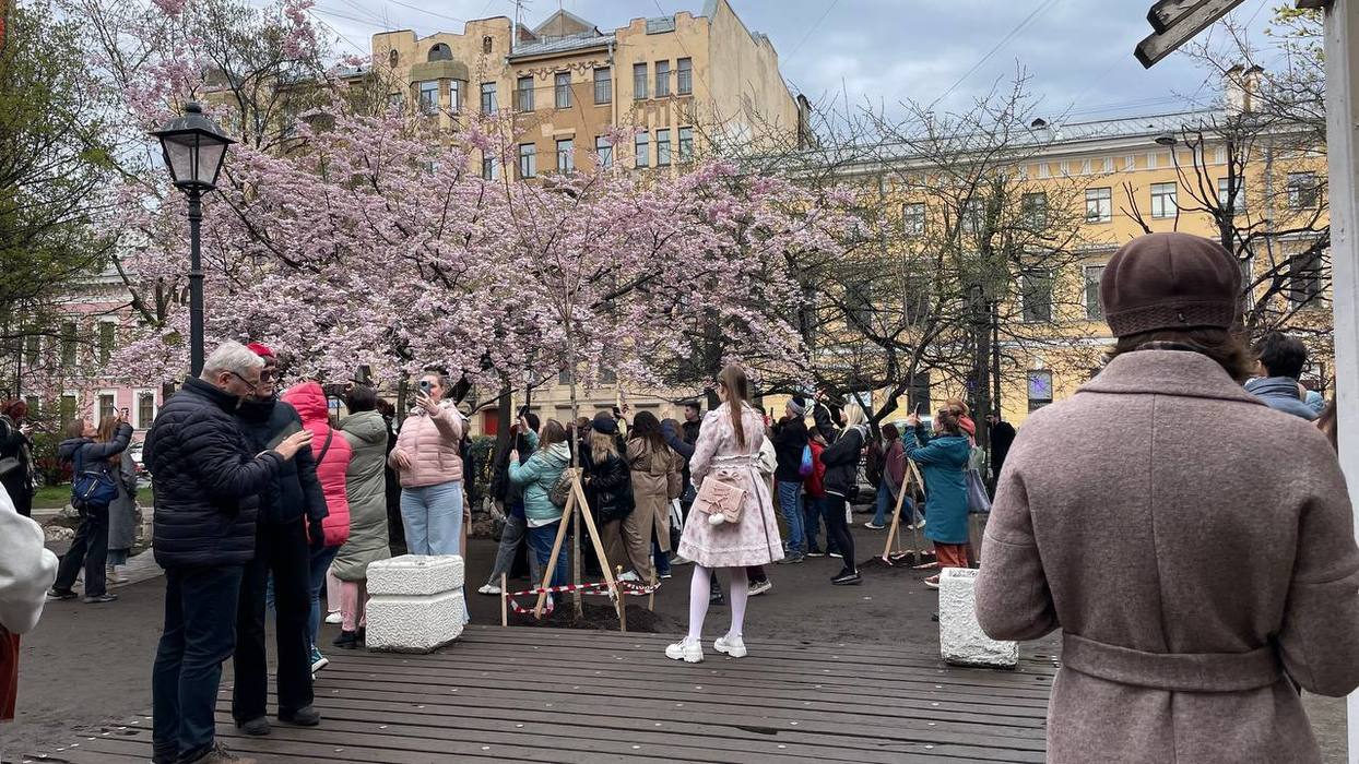 Селфи с японской сакурой: петербуржцы ради фото штурмуют Сад дружбы на Литейном