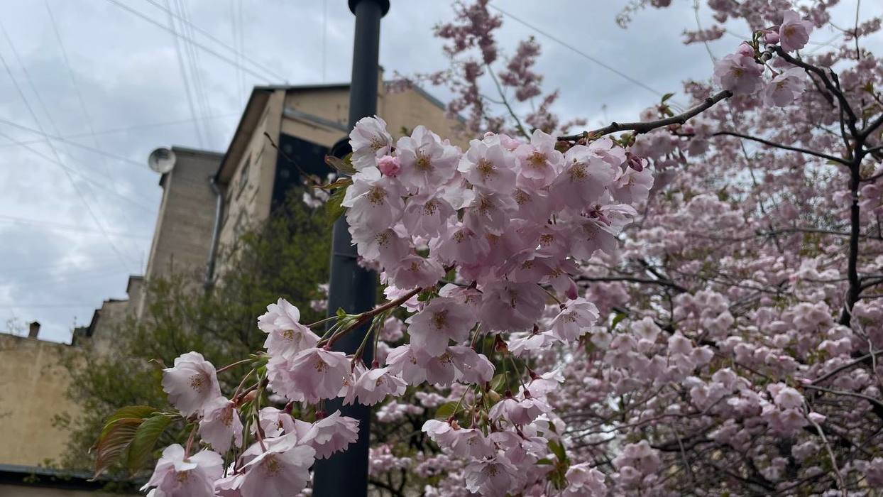 В Ботаническом саду Петербурга зацвела сакура - МК Санкт-Петербург