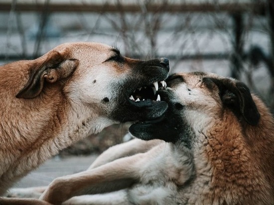 Почти два десятка случаев бешенства у животных зафиксированы в ДНР