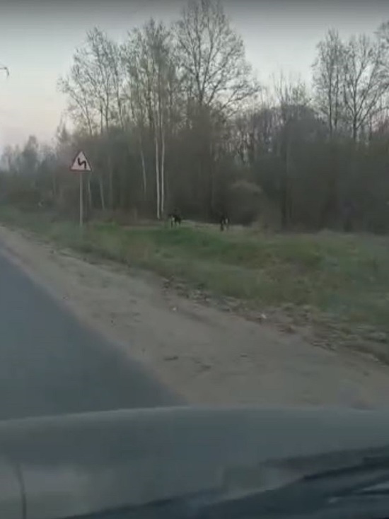 Жители Тверской области продолжают встречать лосей