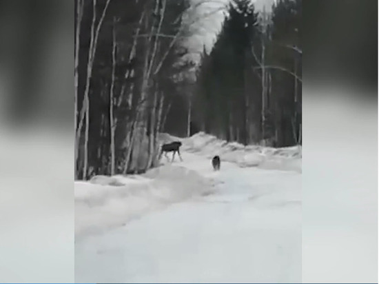 В Красноярском крае бурый медведь напал на лося на глазах у вахтовиков