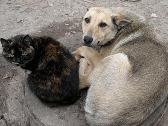 В Орловской области будут ежемесячно мониторить состояние популяции бездомных животных