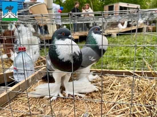 В Орле на выставке-ярмарке показали больше 20 птиц, кроликов и белок