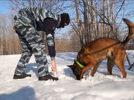 На Камчатке полицейские отлавливают закладчиков на лыжне