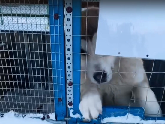 Фекалии, просроченные лекарства и кошки в изоляторе для собак: в Муравленко приют для животных не прошел прокурорскую проверку