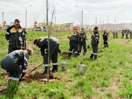 Работники Рязанской НПК высадили около 200 саженцев тополей и лип