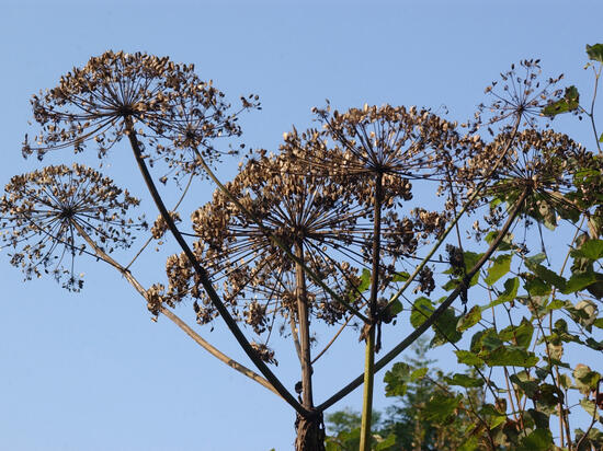 О местах произрастания борщевика жители Подмосковья смогут сообщать на портале «Доброде