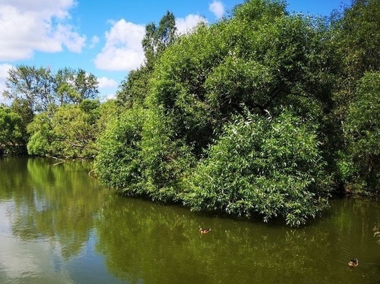 Границы водоохранной зоны реки Березинки определили в Подмосковье