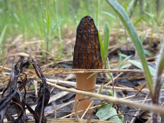 В Курской области в мае грибники начали собирать рядовки и маслята