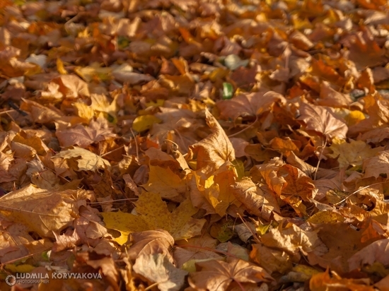 Жители Сегежи жалуются на свалку листвы