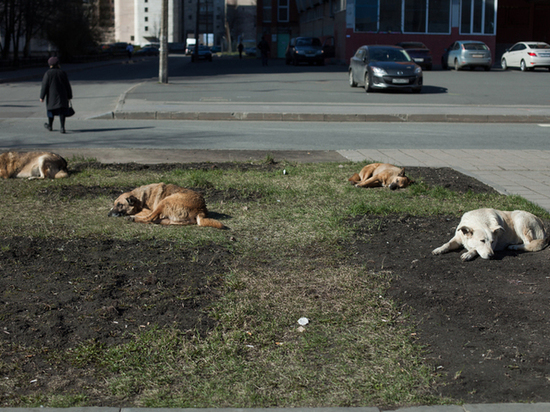 Что происходит с бездомными собаками на улицах Новгородской области