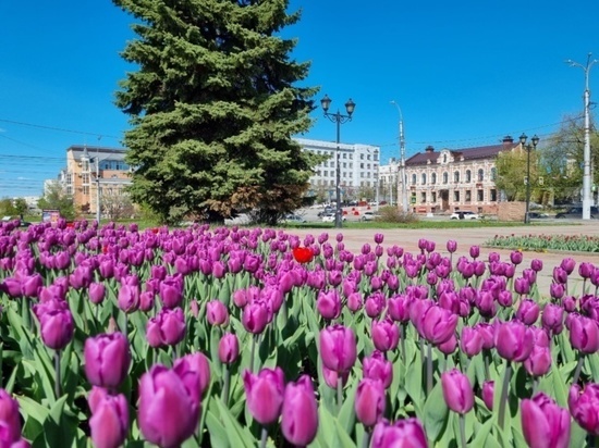80 тысяч тюльпанов распустятся весной-2023 в Иванове