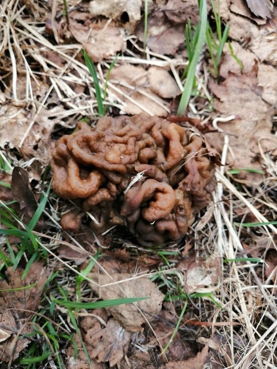 В челябинском лесу вырос гриб-мозг
