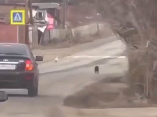 В Томской области заяц спасся от погони с собакой