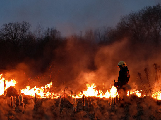 Три лесных пожара ликвидировали в Псковской области за сутки
