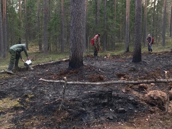 Лесной пожар возник в Вологодской области  из-за непотушенного костра