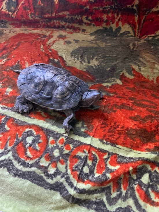 В Тверской области на улице нашли беспризорную черепаху