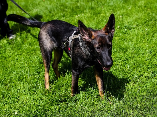 Ребенок получил травму в паху, решив поиграть с собакой в Коломне